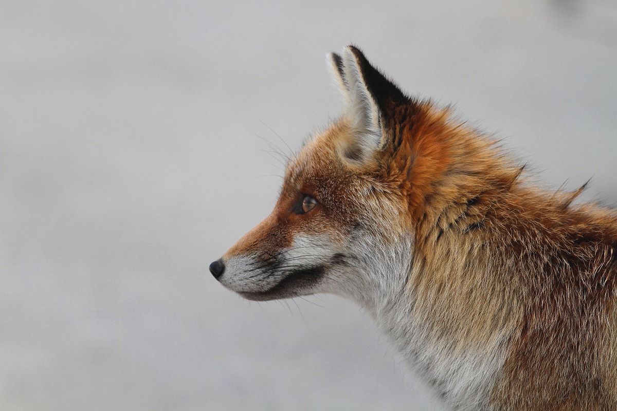 fox...