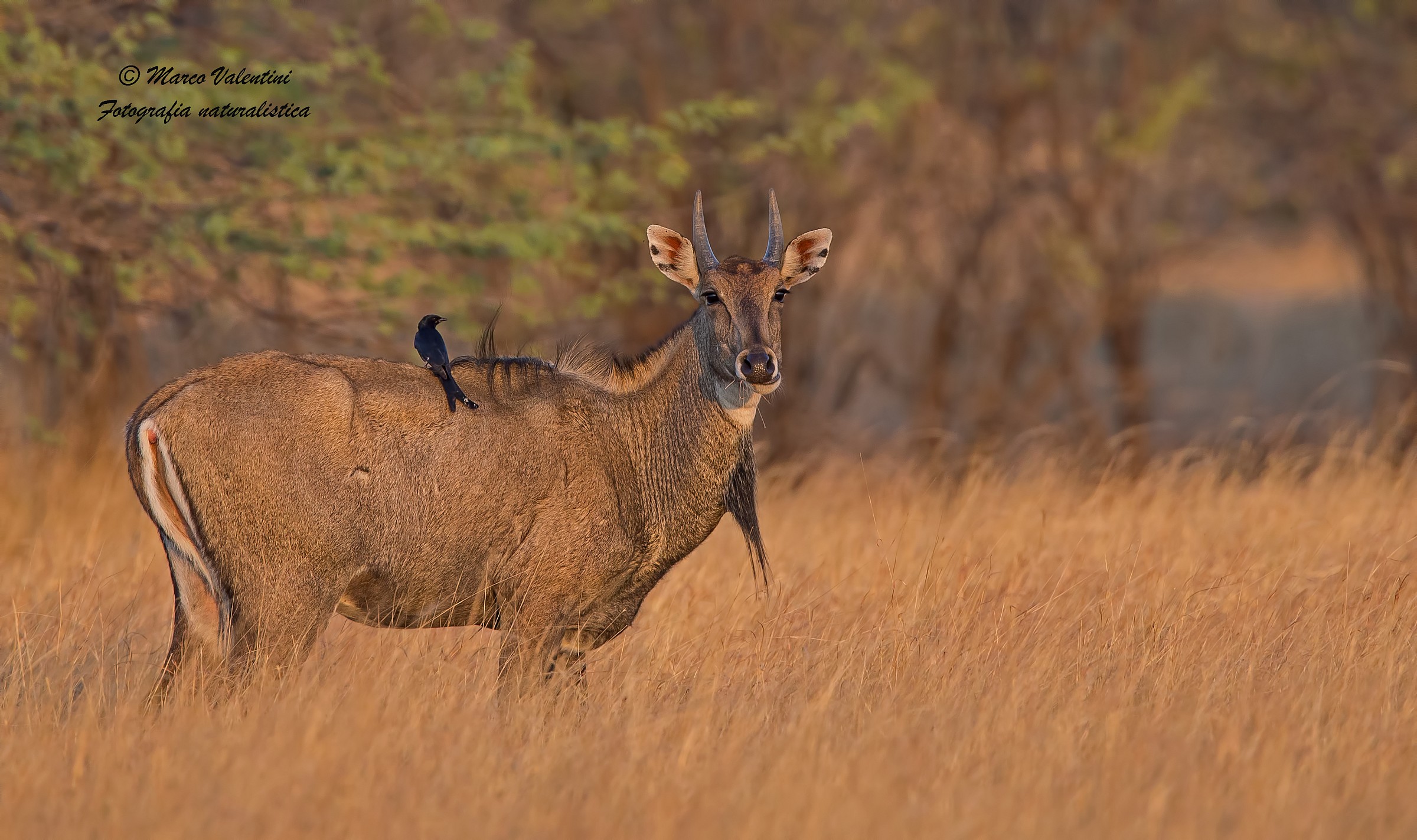 Nilgai at sunset...