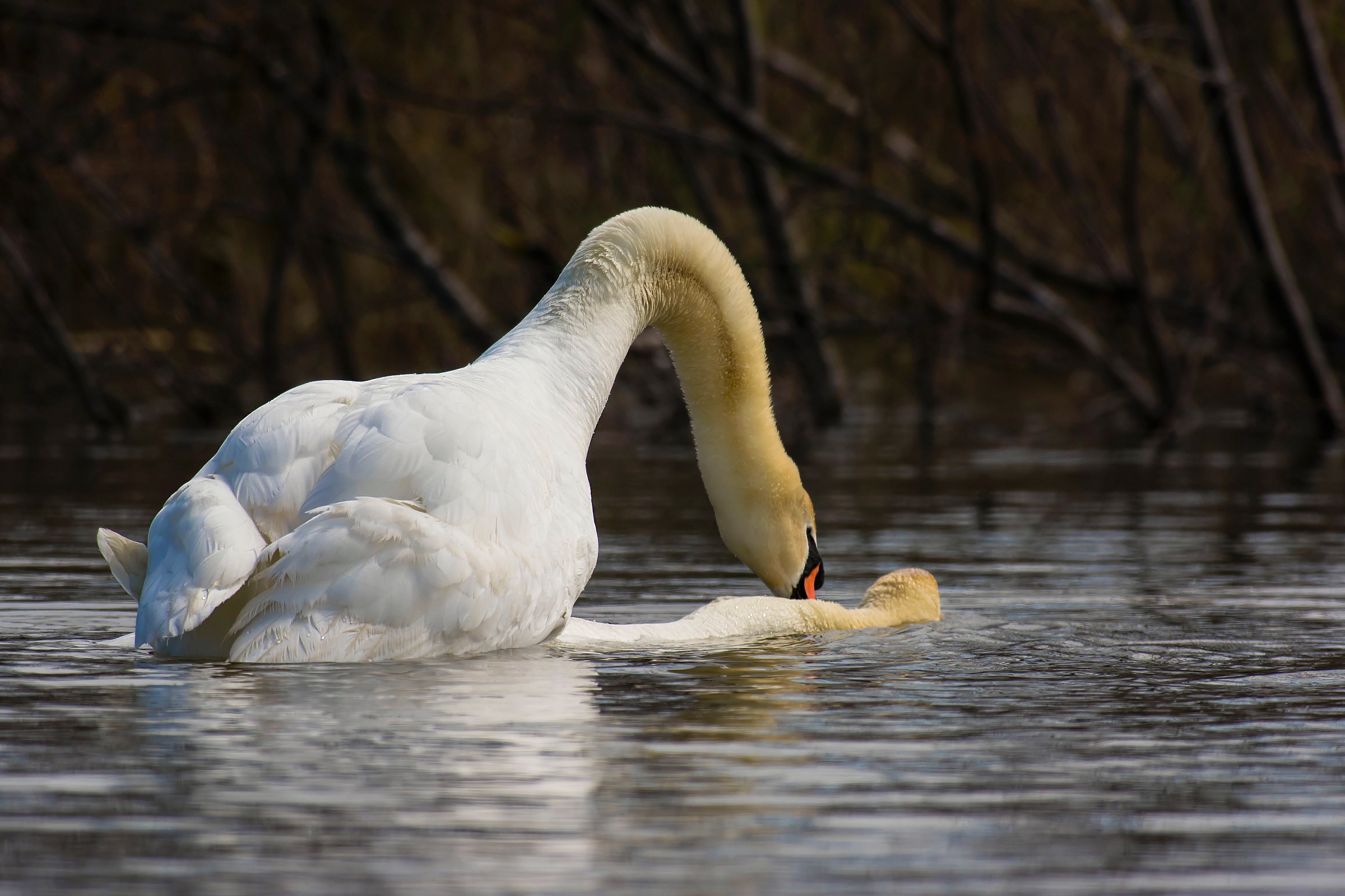 The Royal Wedding Swan...
