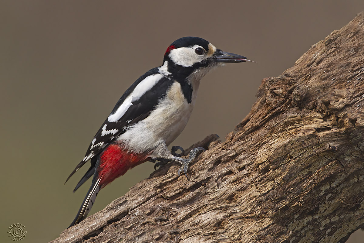 Woodpecker (Dendrocopos major)...