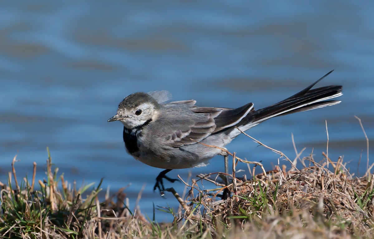 White Wagtail...