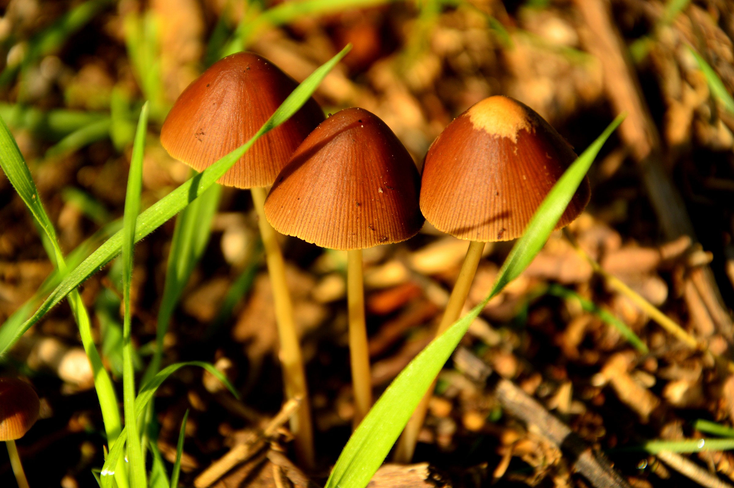 mushrooms...