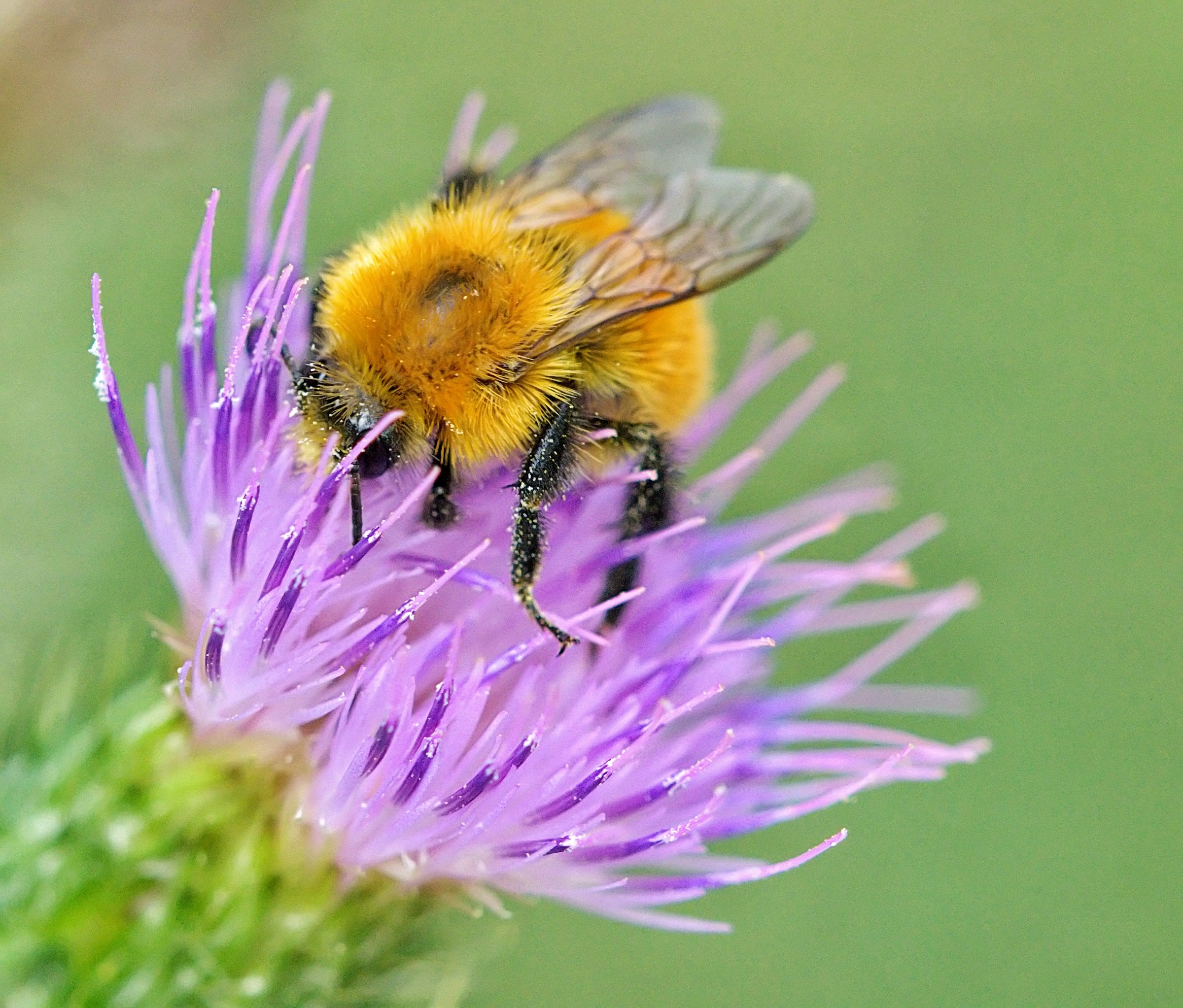 Bumblebee...