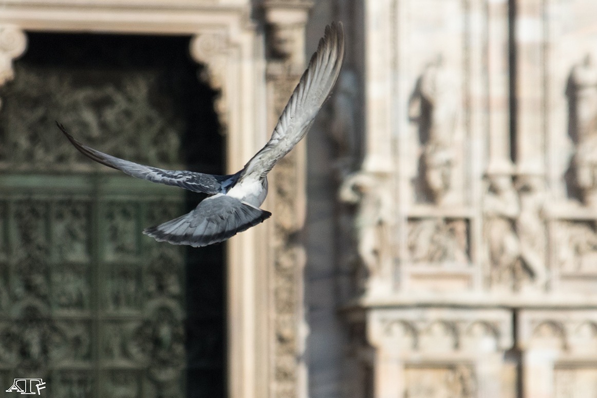 pigeon in flight to Milan...
