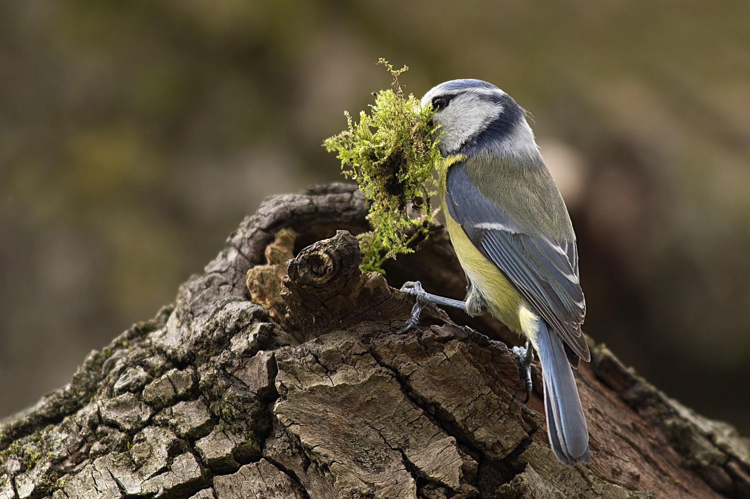 The blue tit set up house...