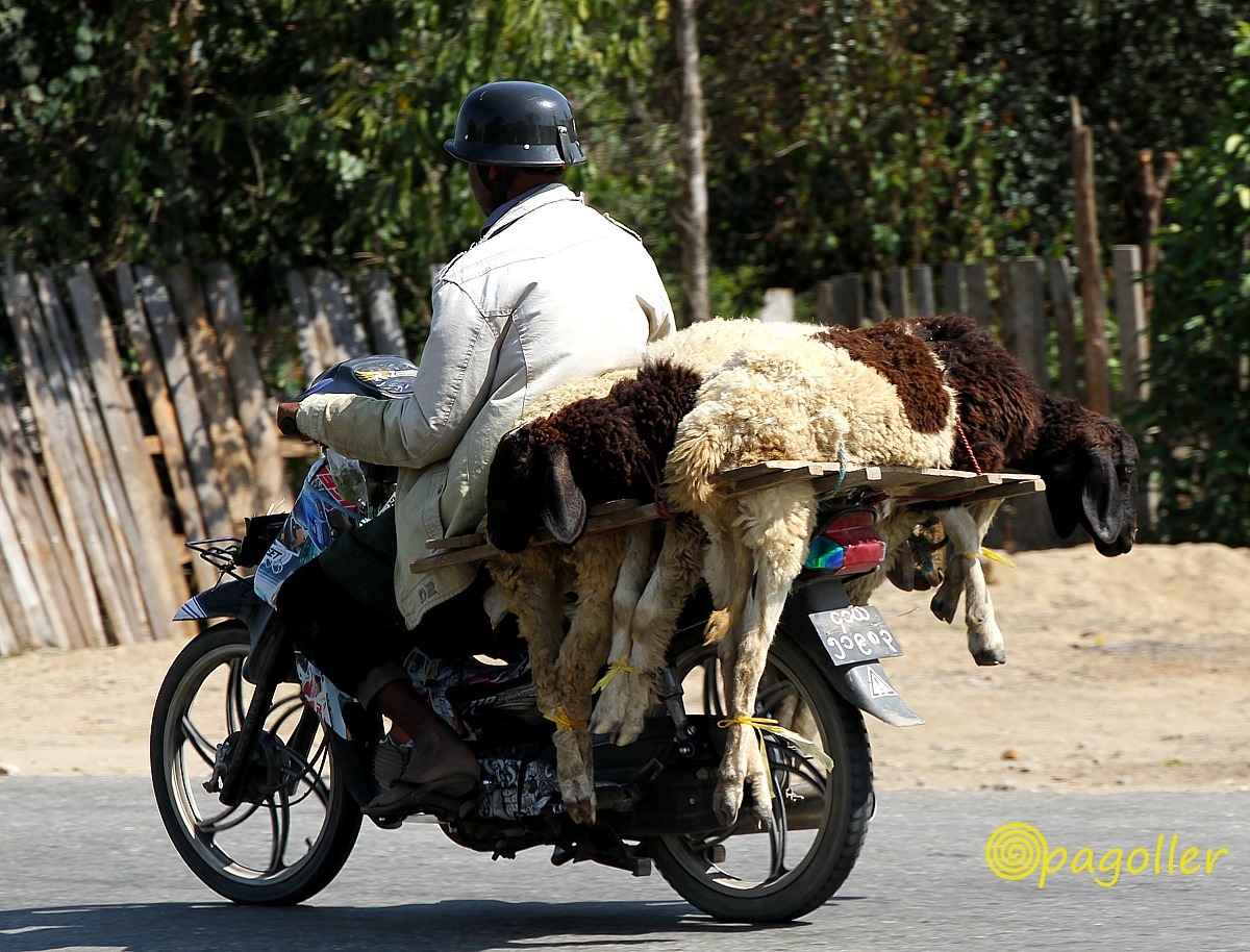 transport sheep...