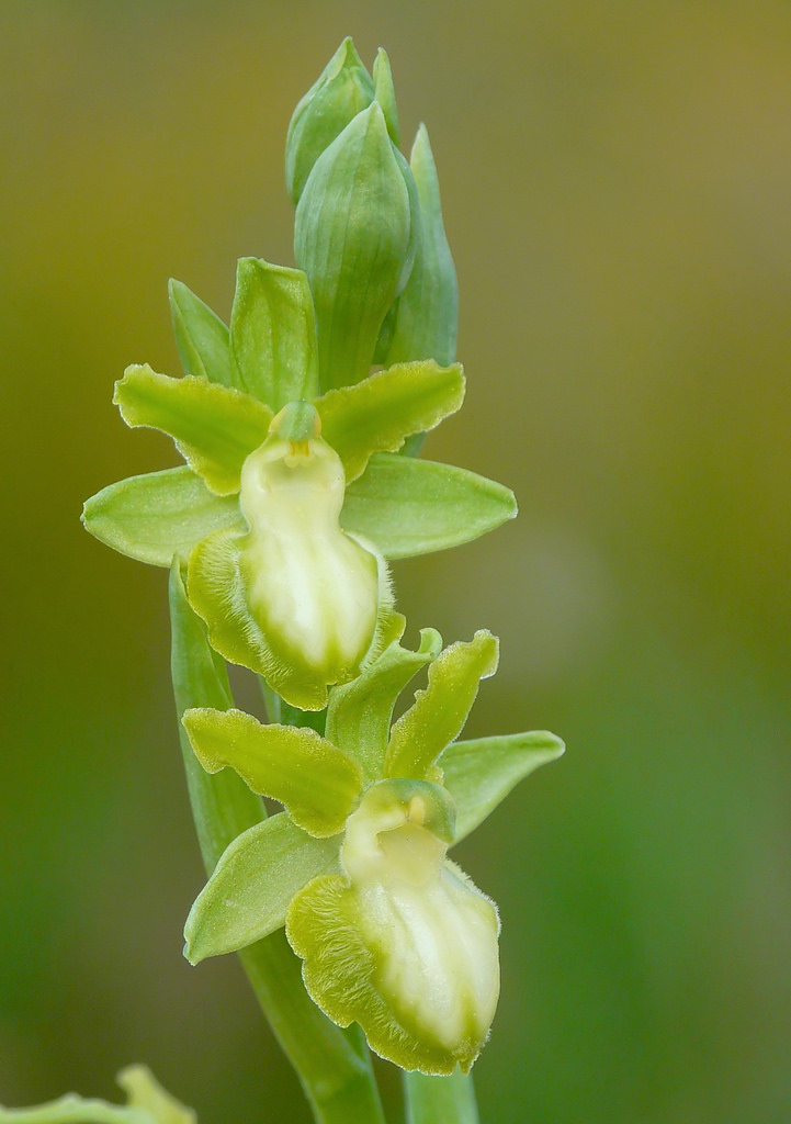 Ophrys passionis albina...