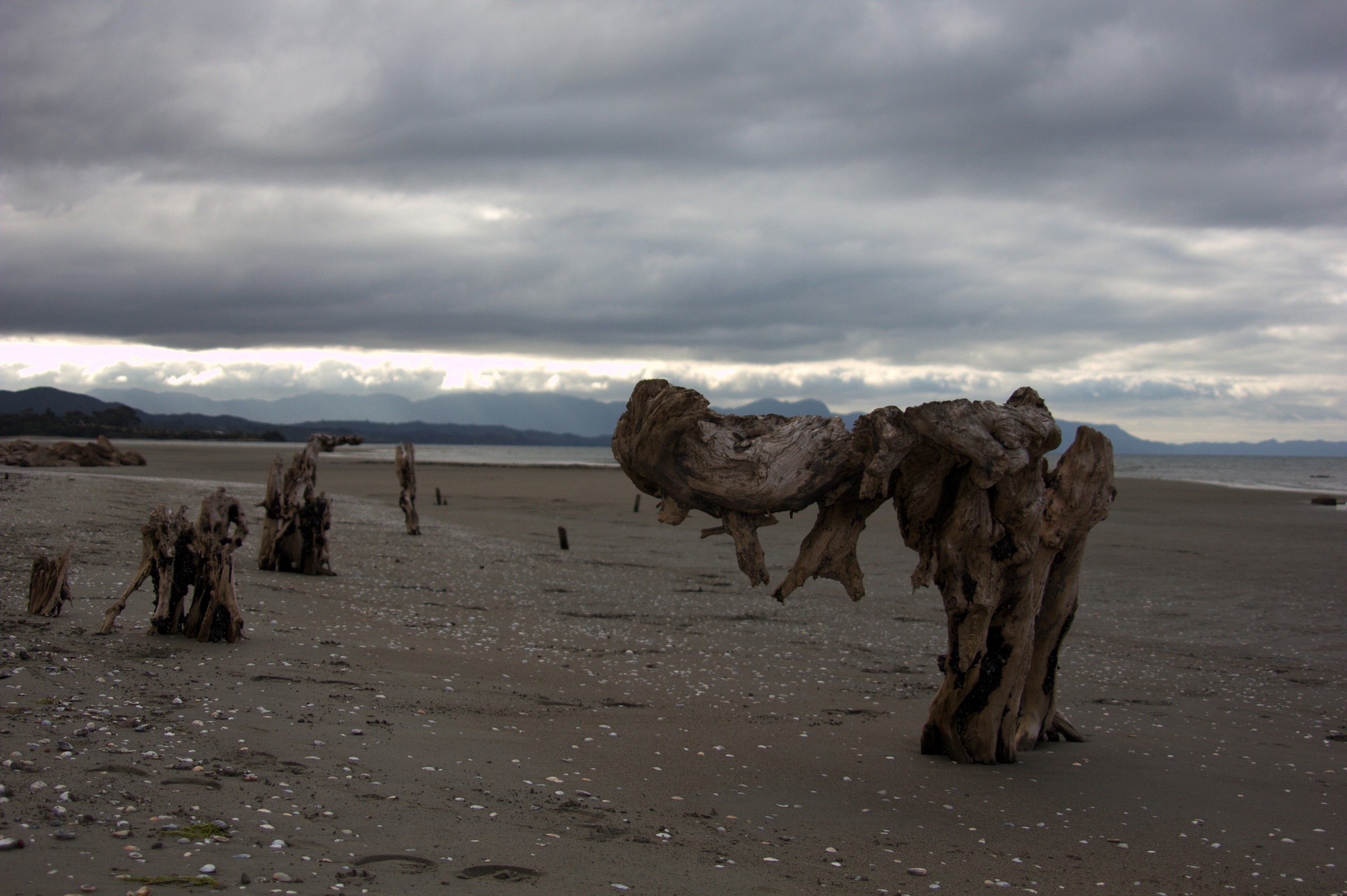 N. Zelanda  - spiaggia con tronchi...