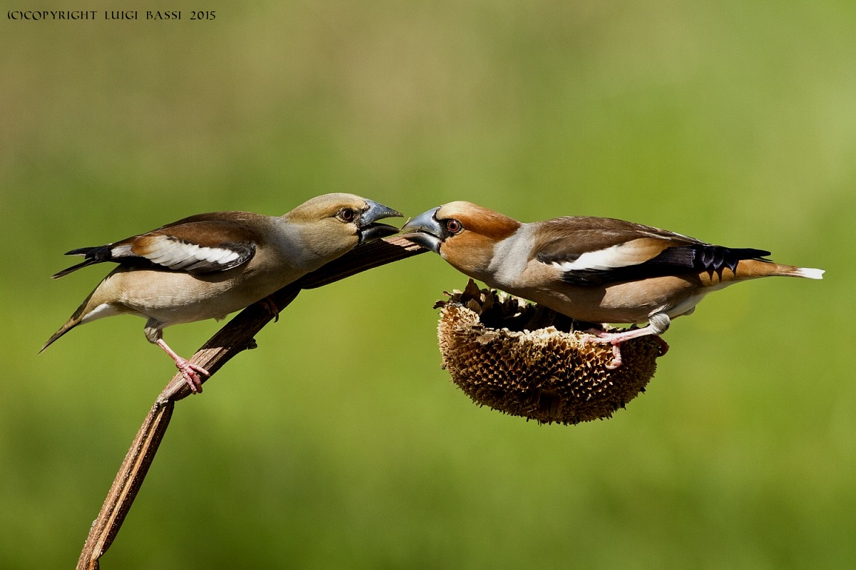 Hawfinches F & M...