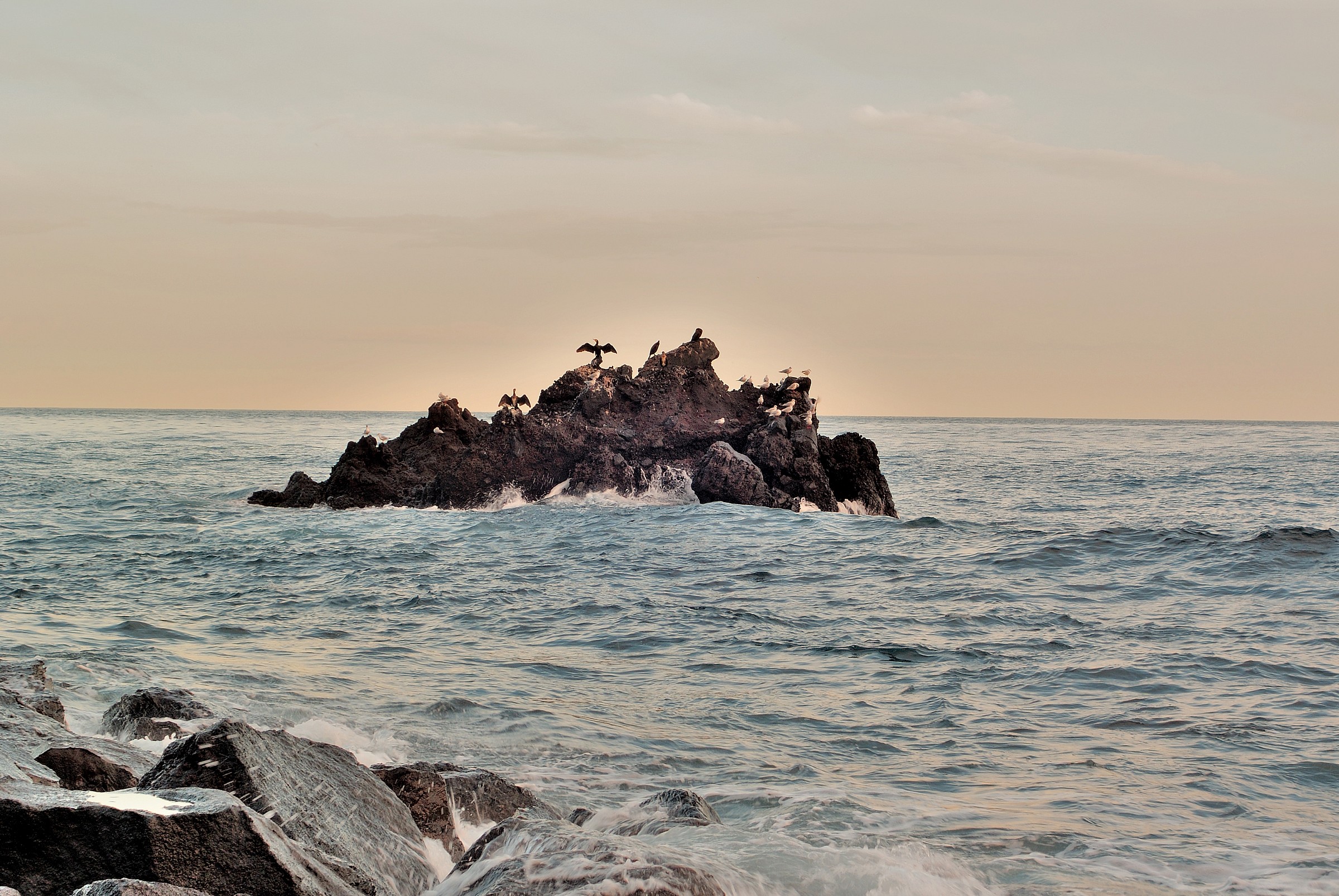 cormorants and gulls Sicily...