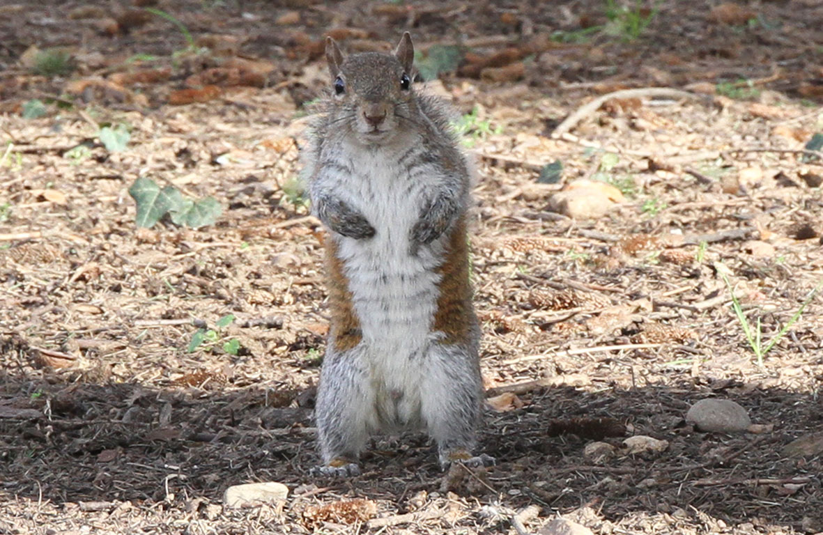 Its height Squirrel...