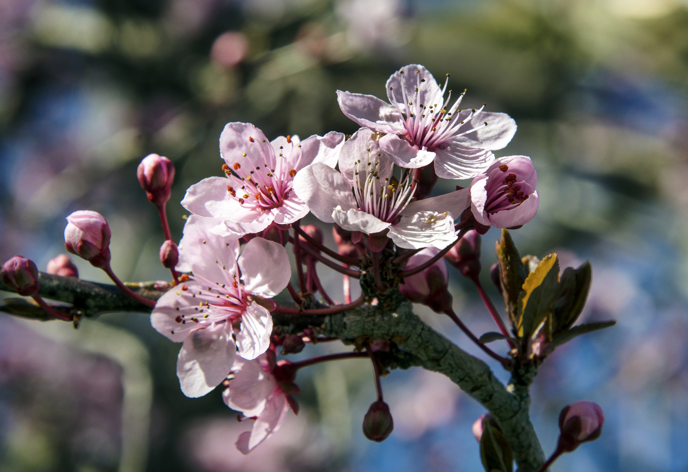 Finalmente primavera...