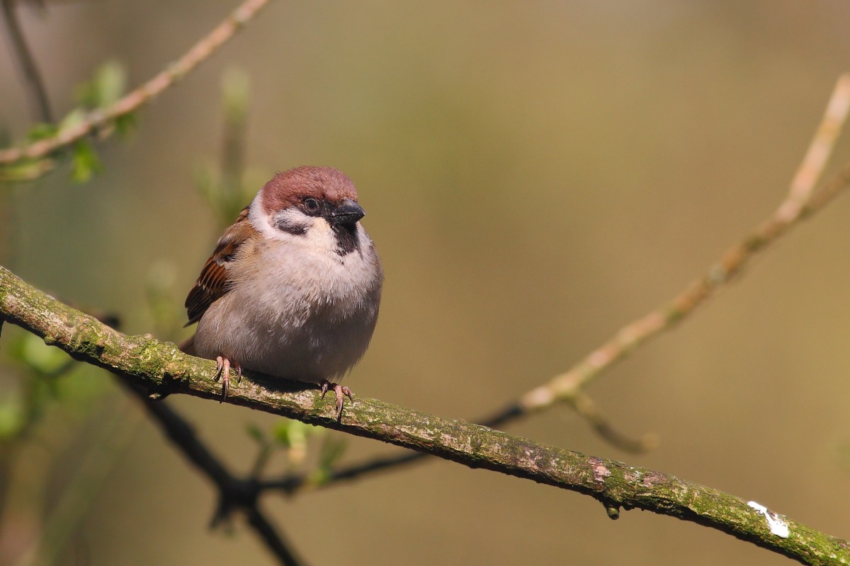 Sparrow Tree Sparrow...