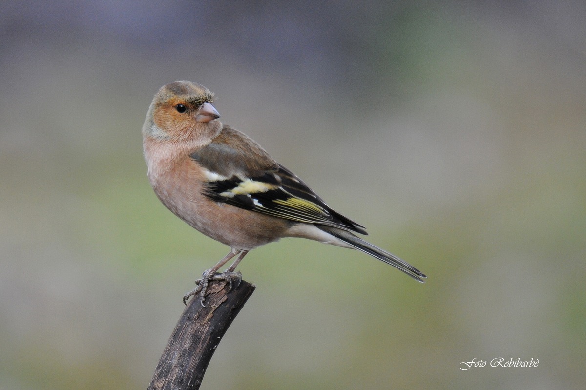 Chaffinch ... multicolor ......