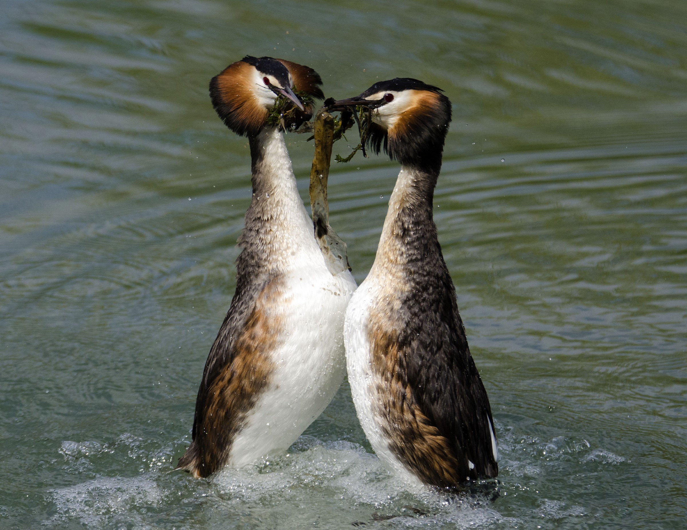Grebes in courtship...