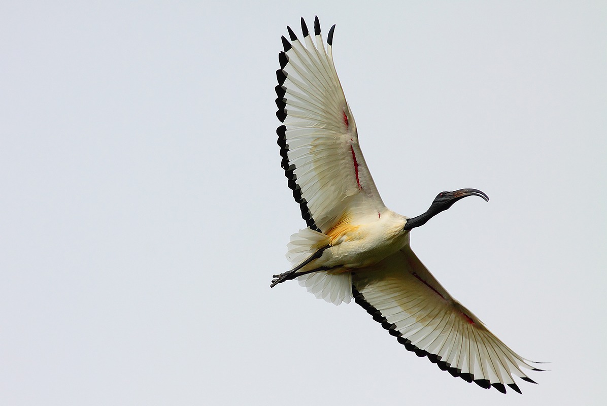 ibis al volo...