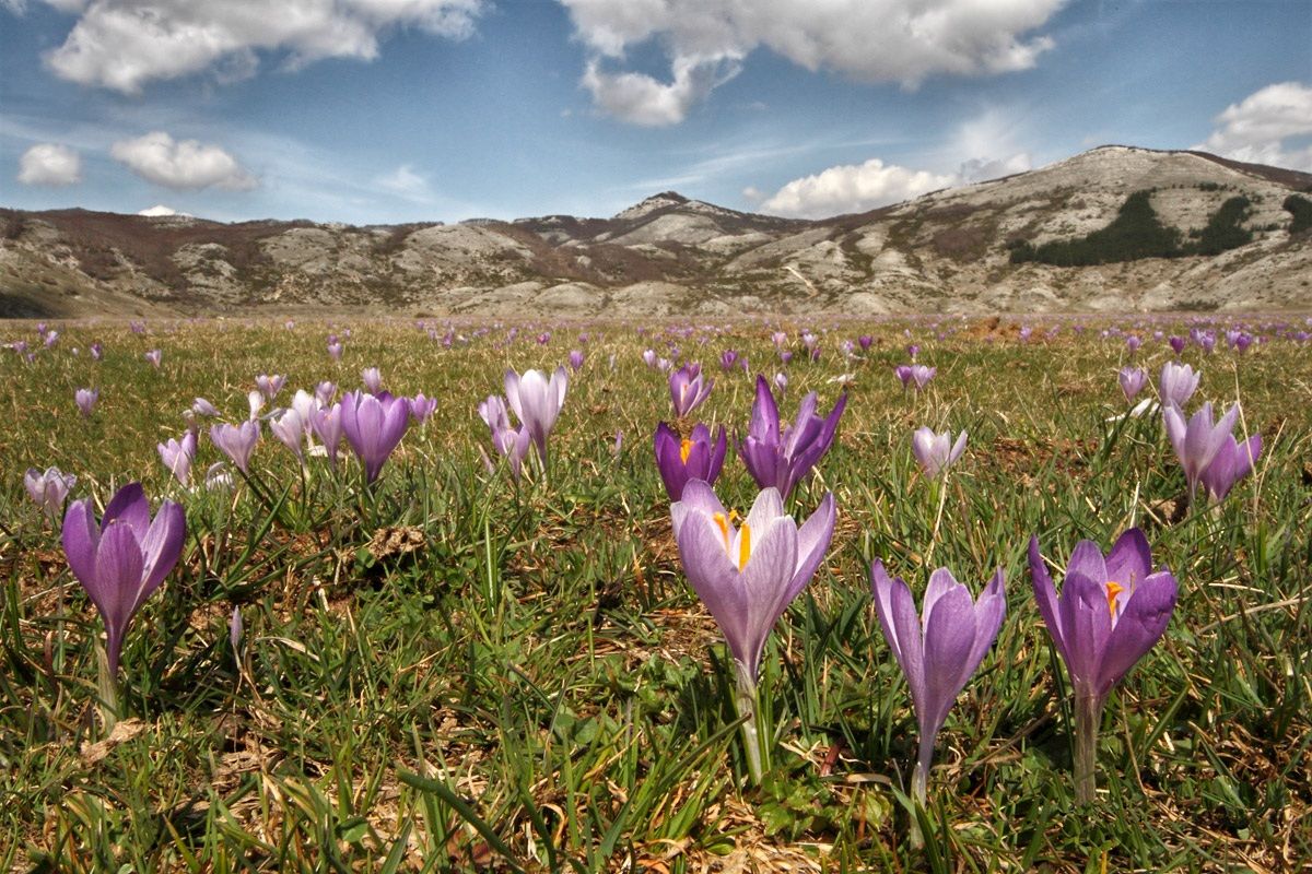 Blossoming (Crocus) - Plateau Rascino (re)...