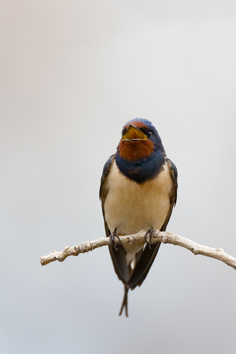 Hirundo rustica - Barn Swallow...