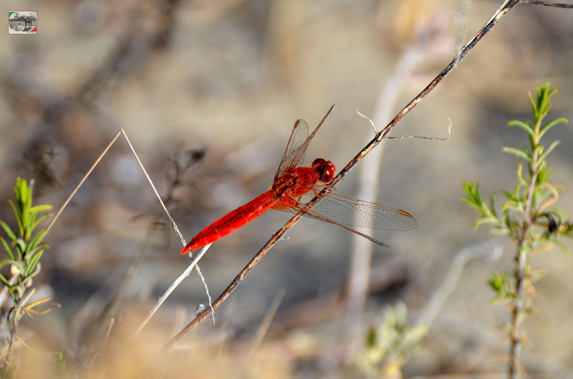 red dragonfly...