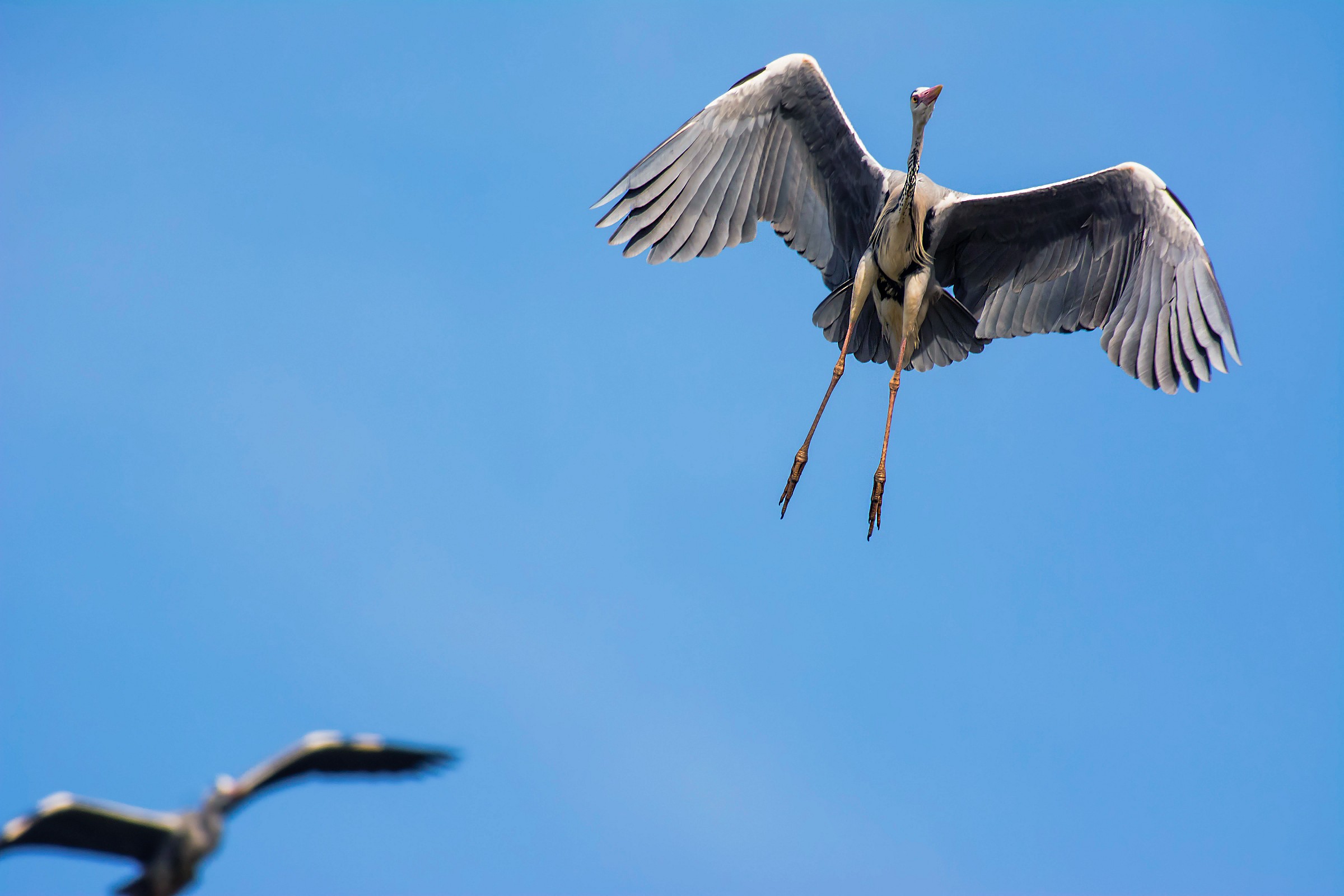 Grey Heron...