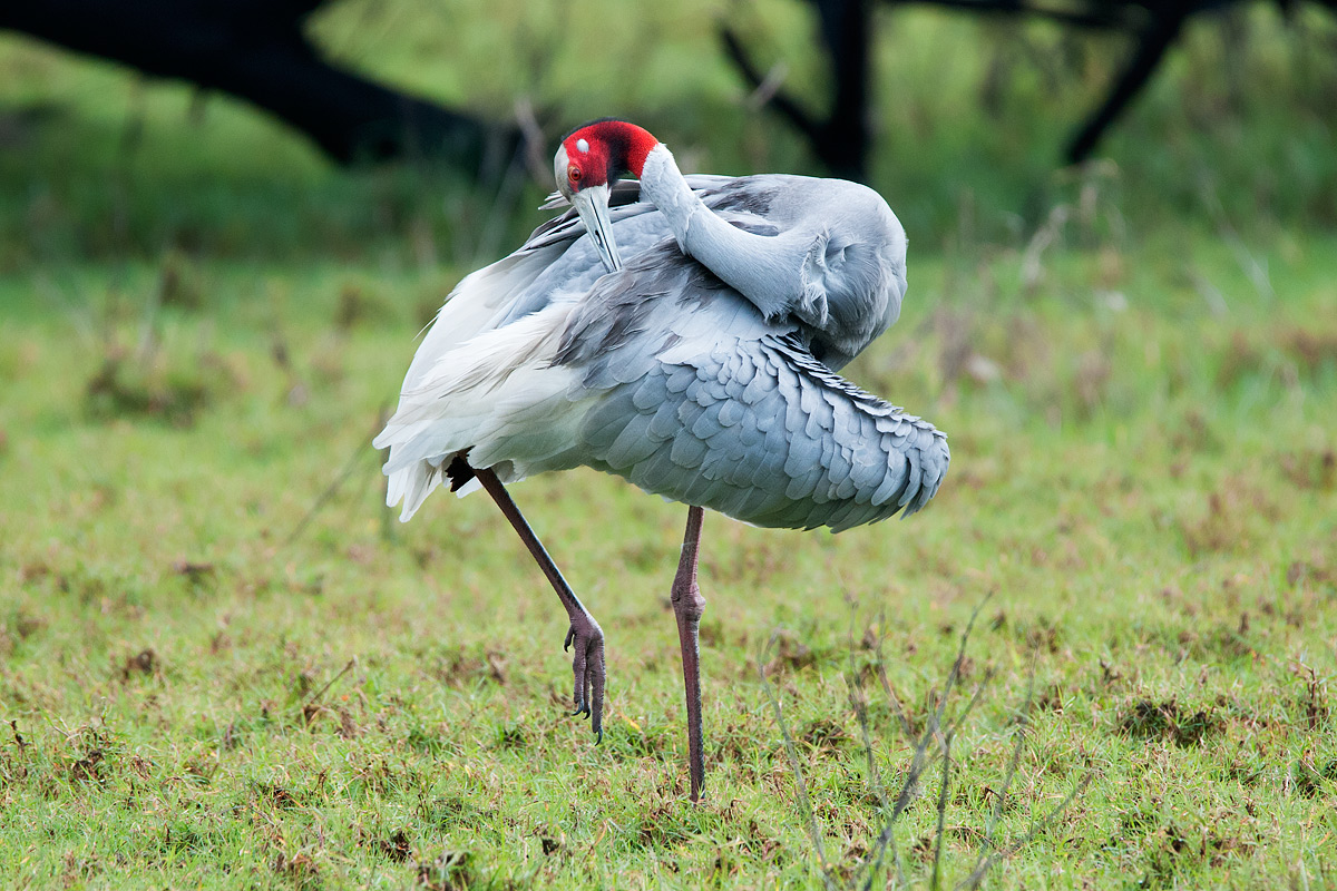 Cranes antigone...