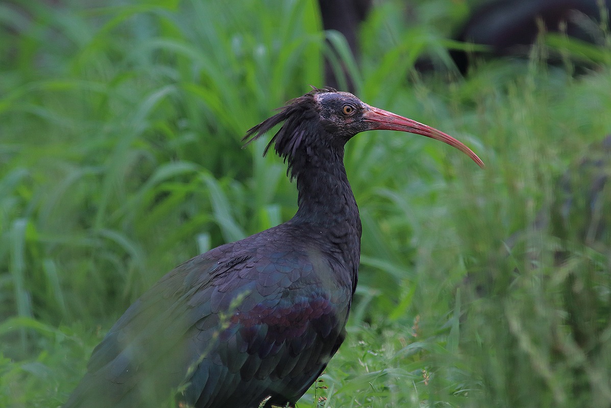 hermit ibis...