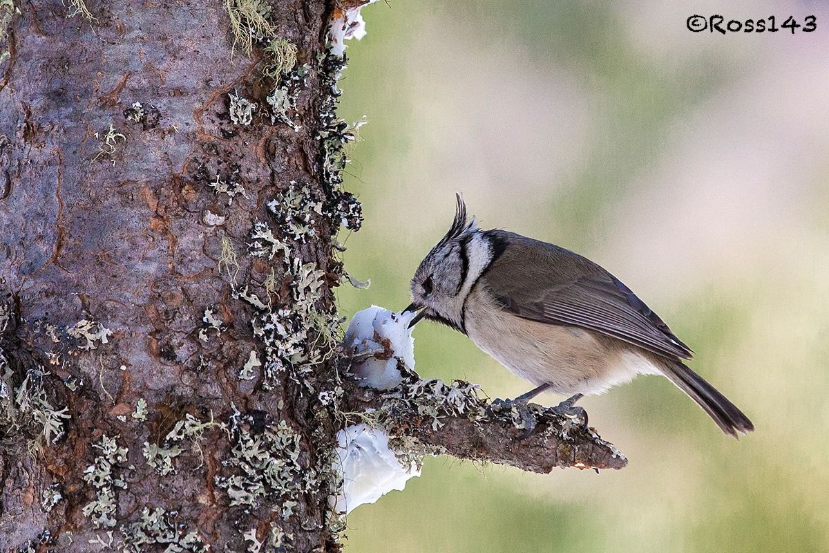 Crested Tit 2...