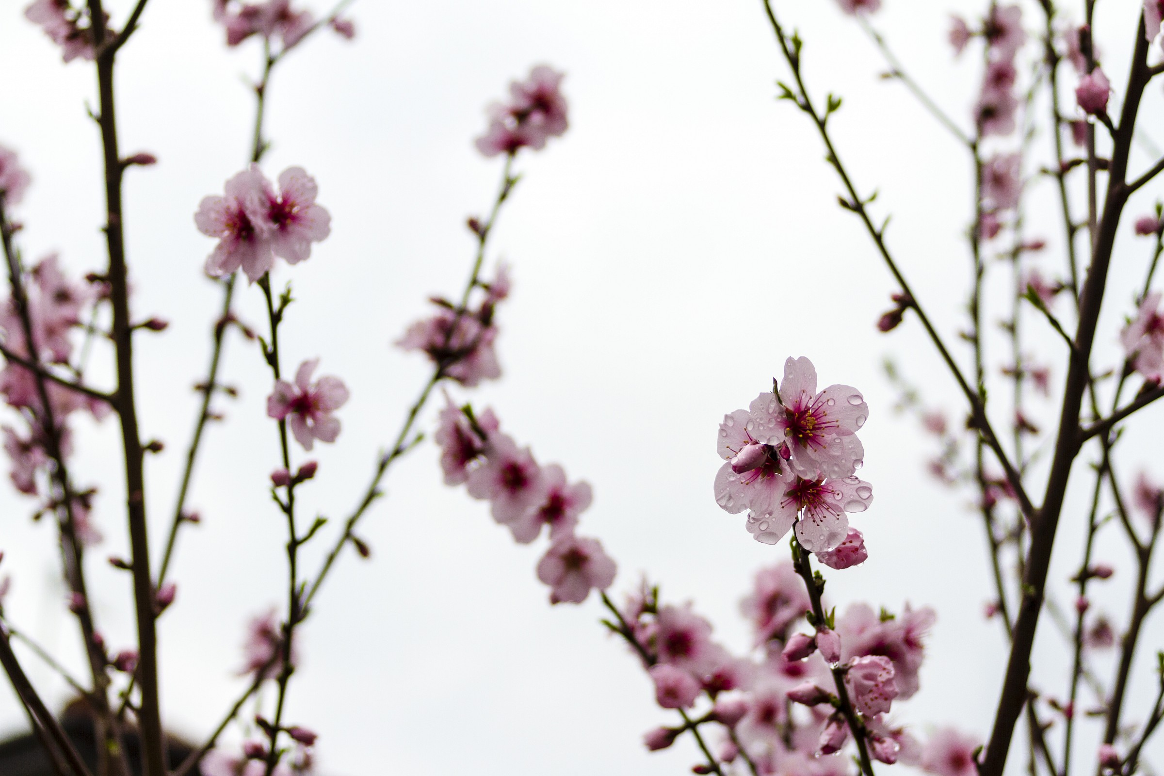 Flowers pink peach blossoms ......
