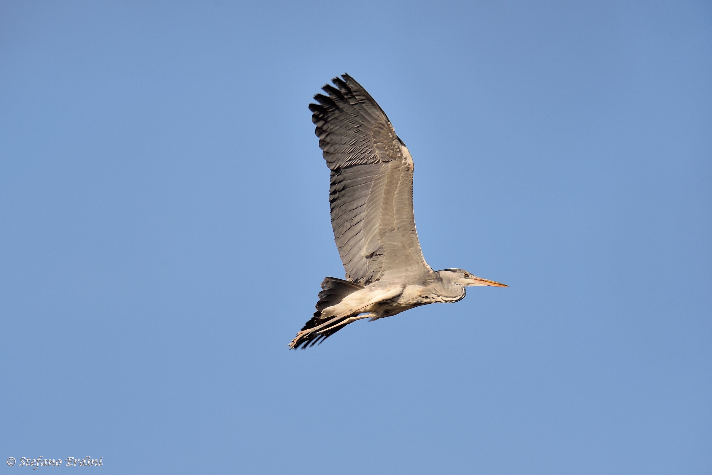 First shots with 500 f4 VR...