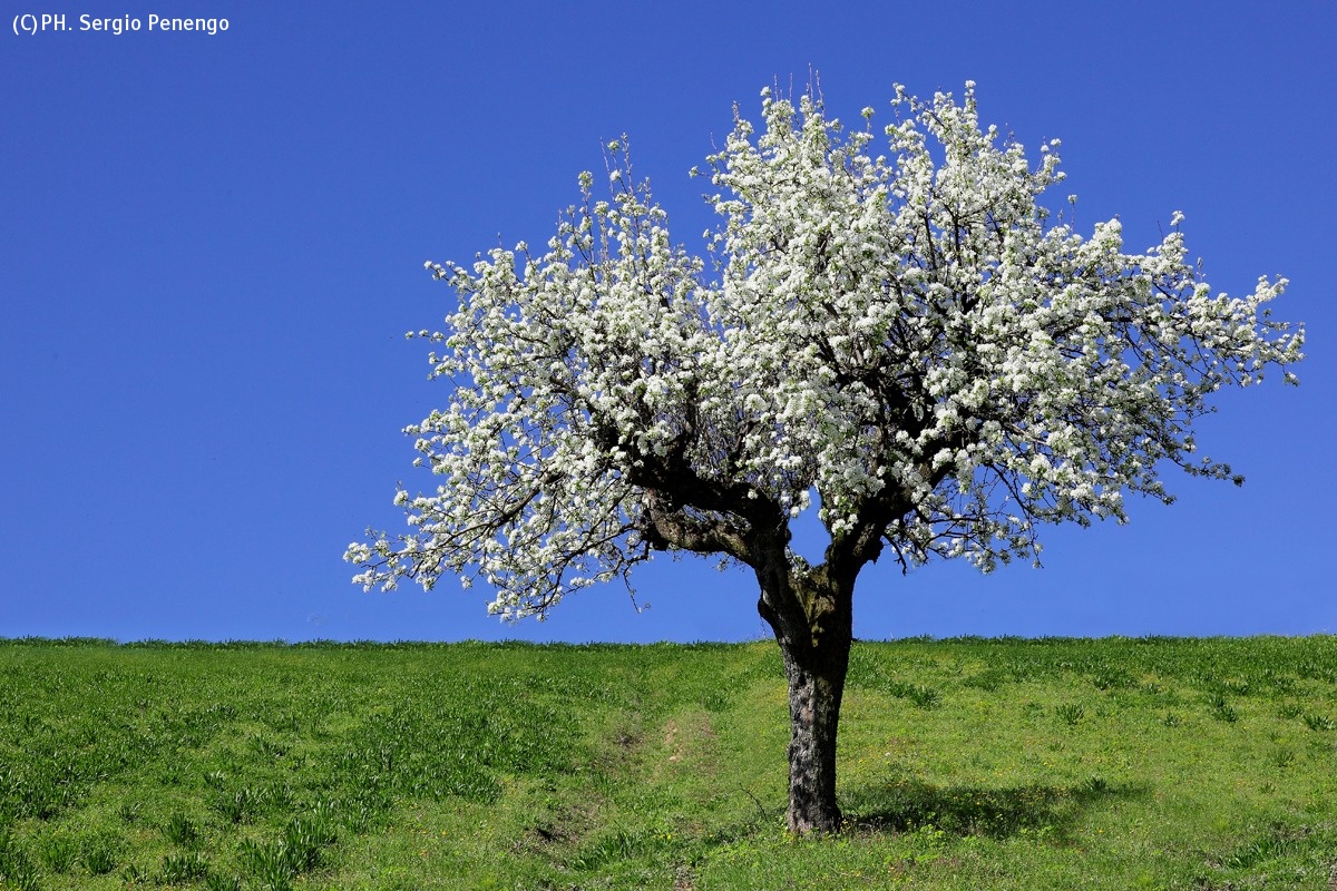 e' arrivata la Primavera...