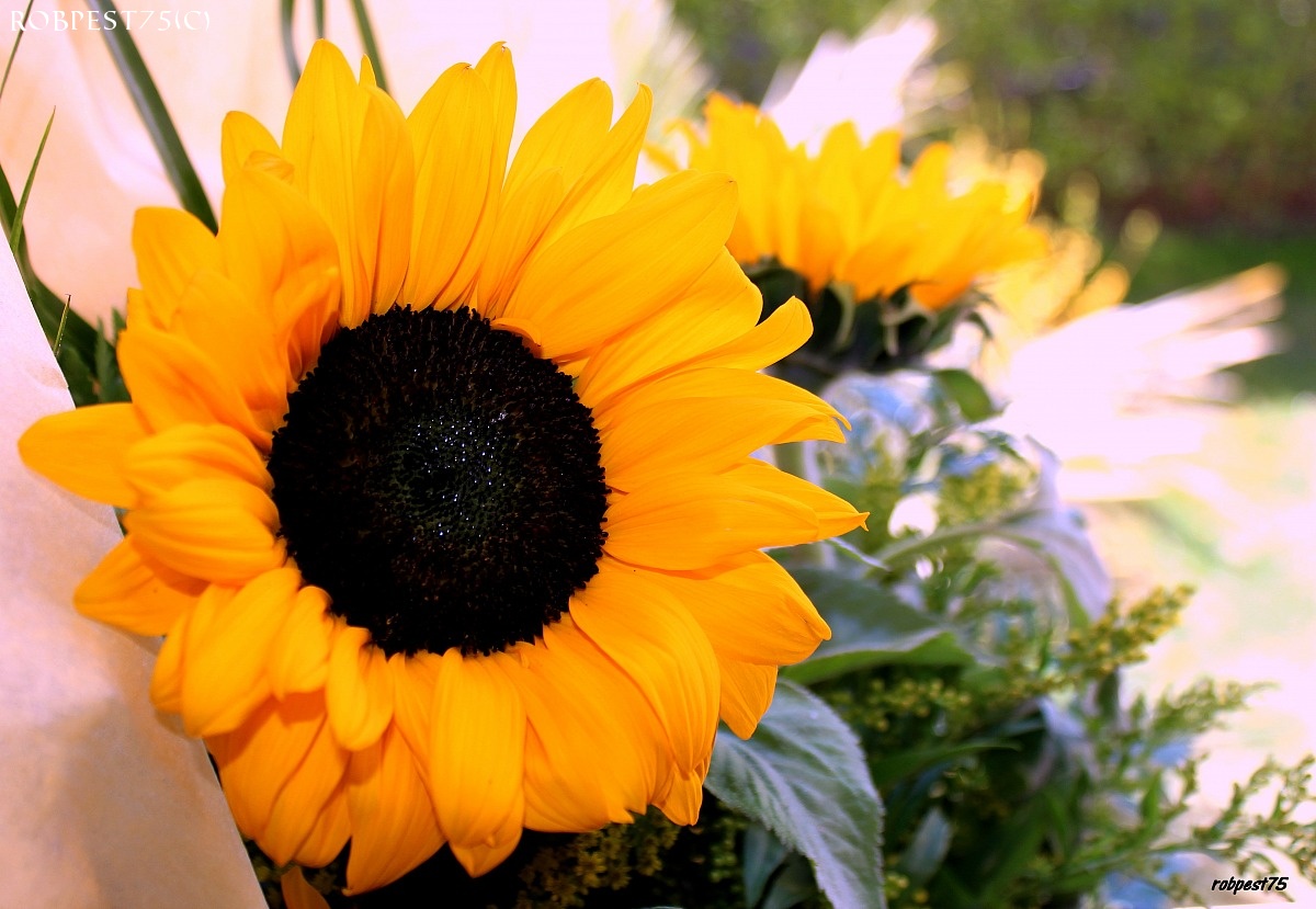 Sunflower...