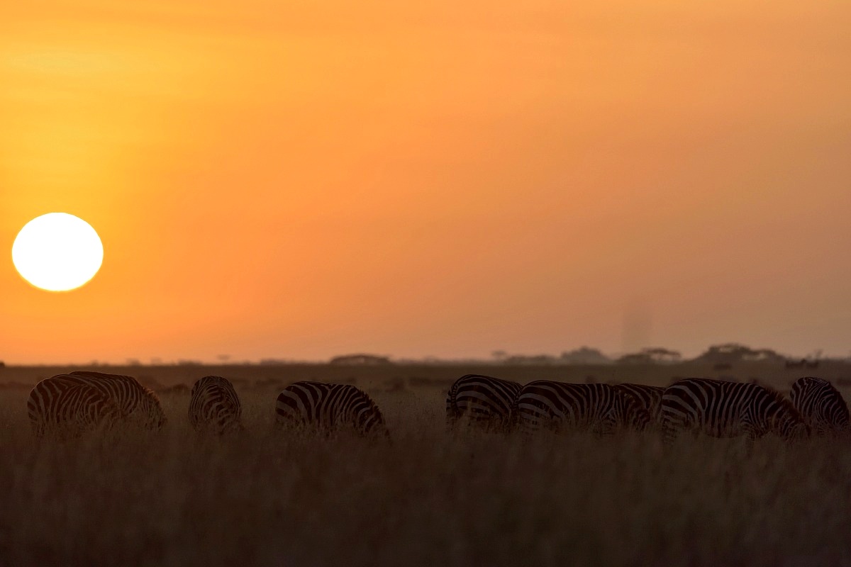 Tanzania 2015 - Zebre all'alba...