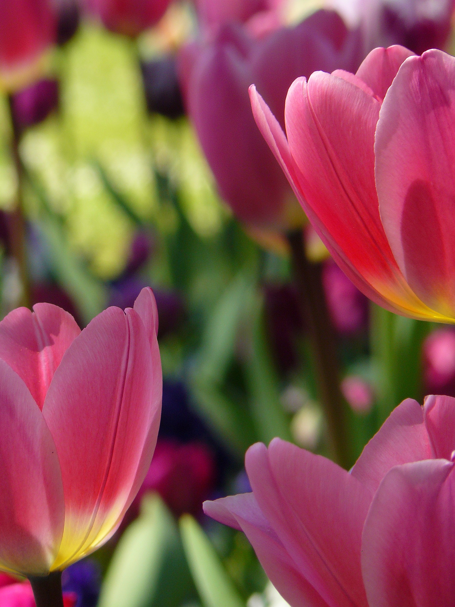 The simplicity of the Tulips...