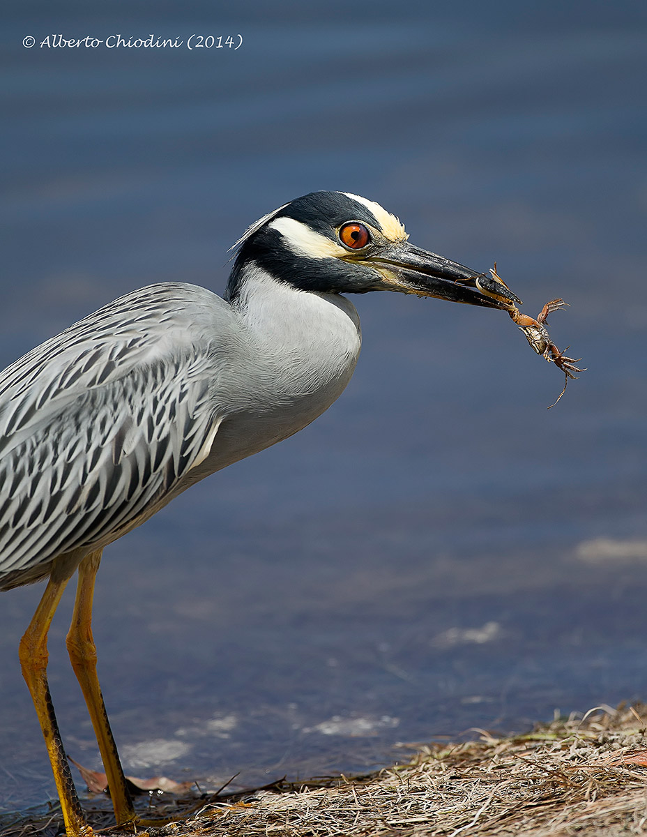 Yellow crowned night heron (004 R)...