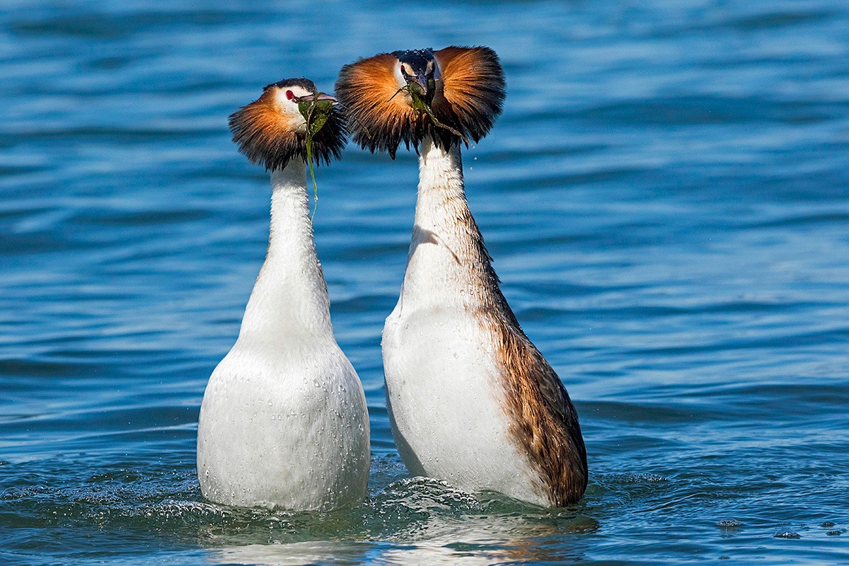 Grebes (dancing on the water)...