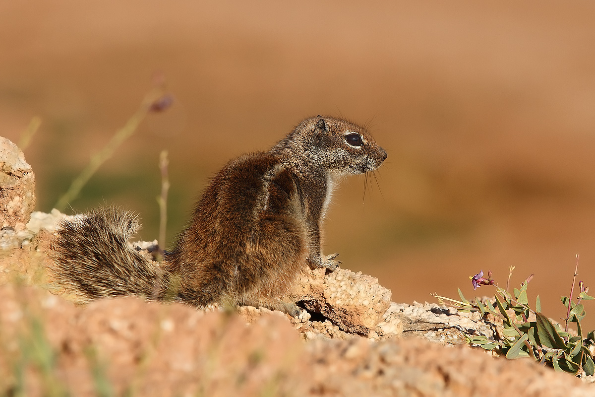 Squirrel rocks...