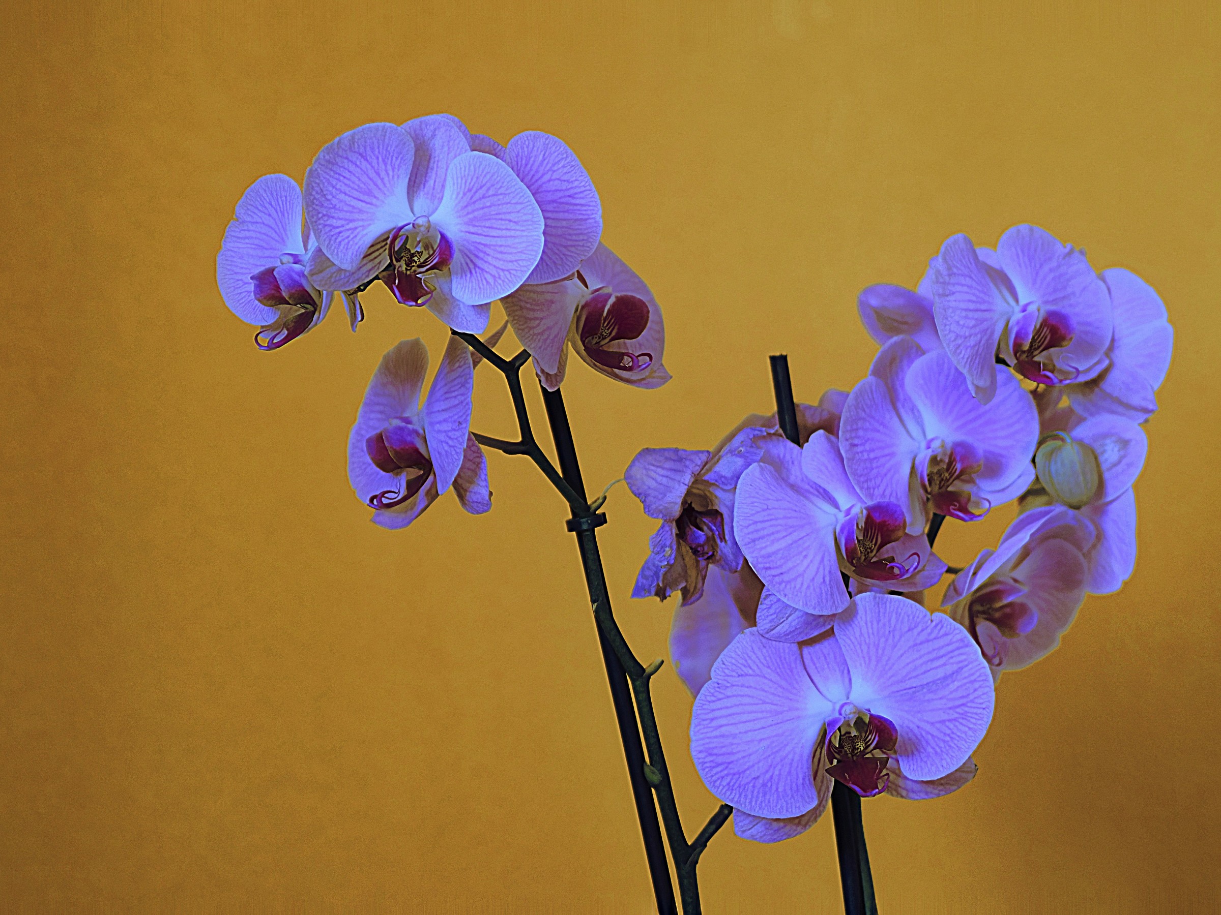 Orchidea in fiore...