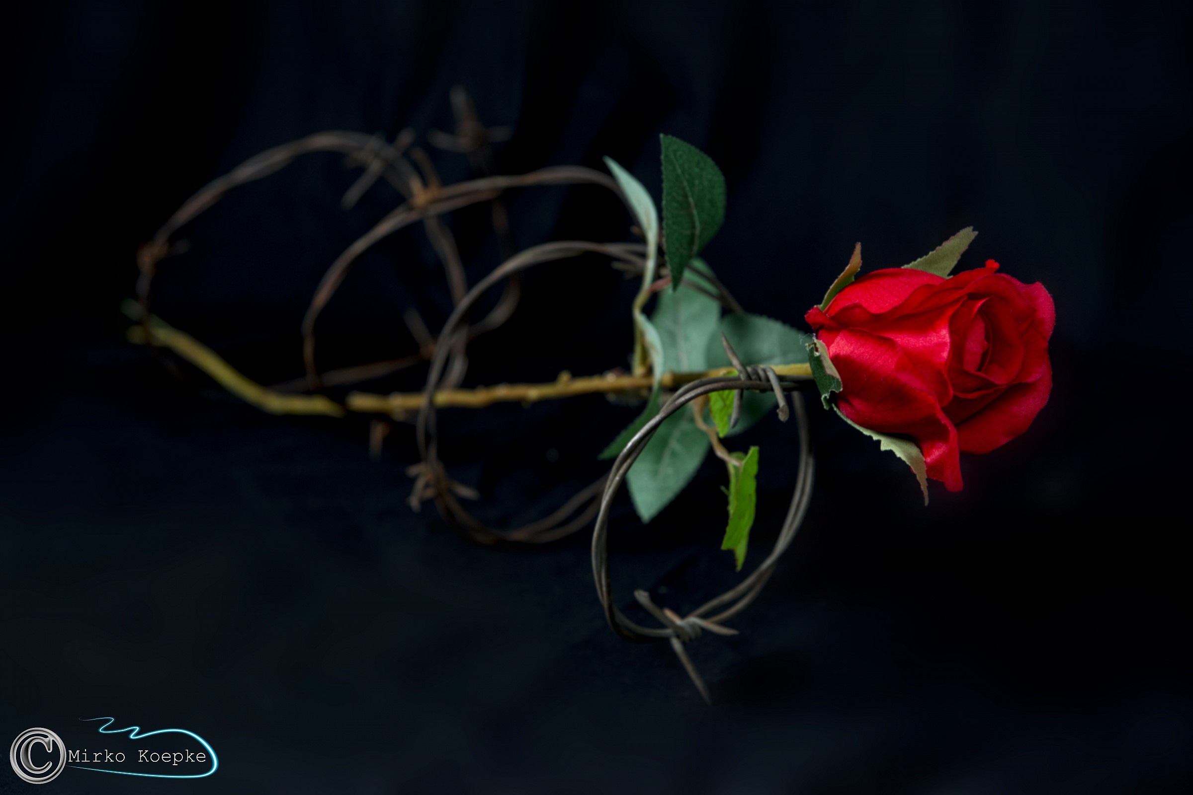 The rose is true that with the thorns ......