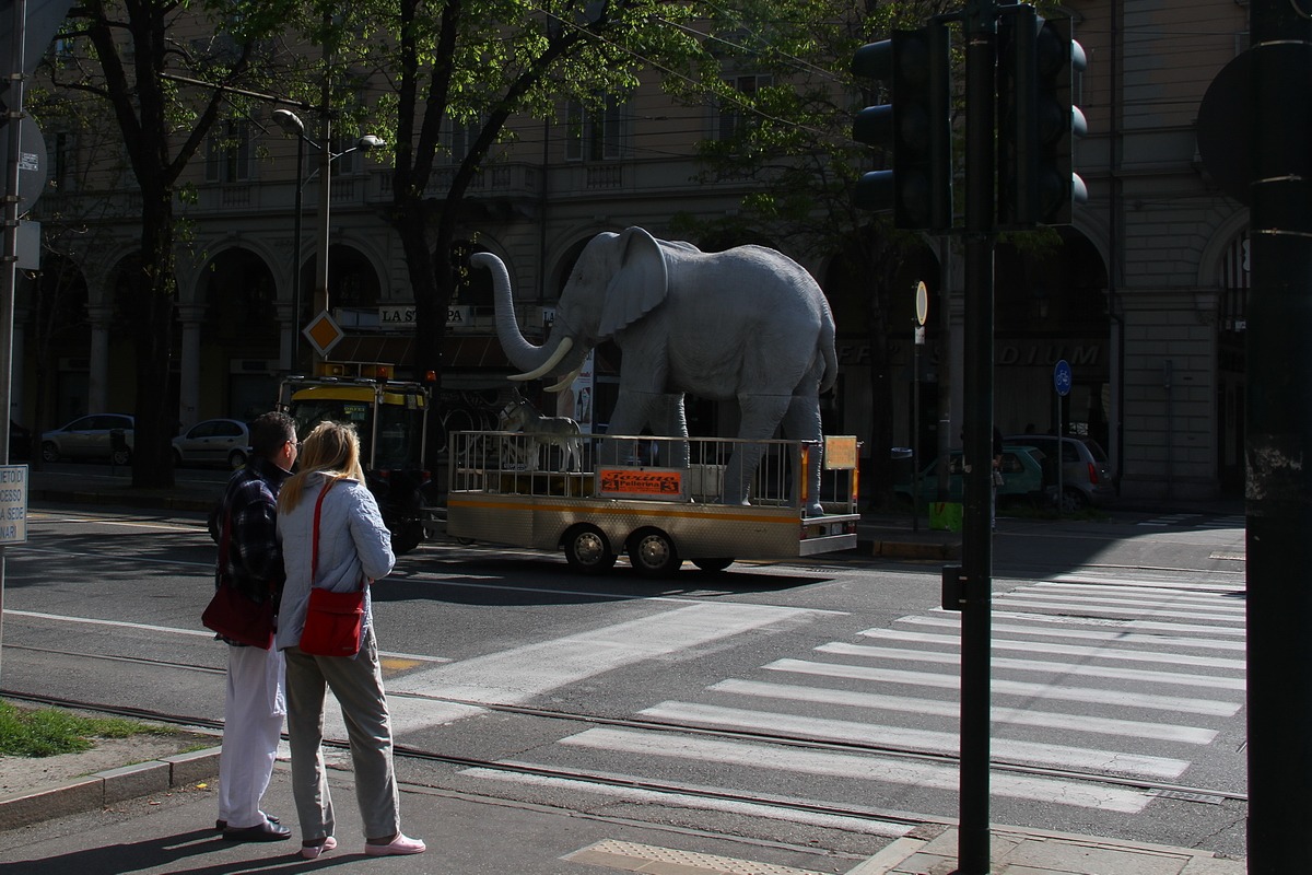 Elefanti a passeggio...