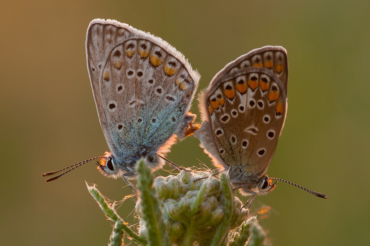 Polyommatus icarus pair...