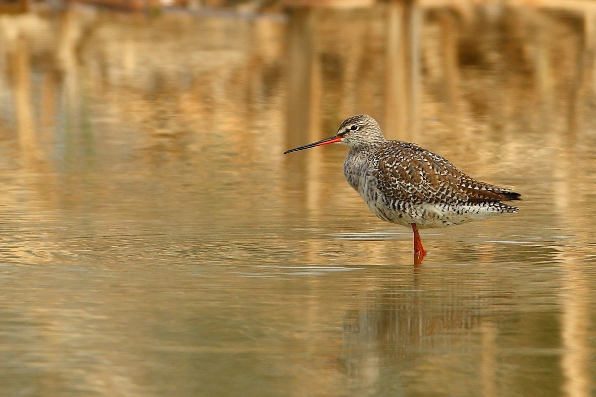 Spotted Redshank...