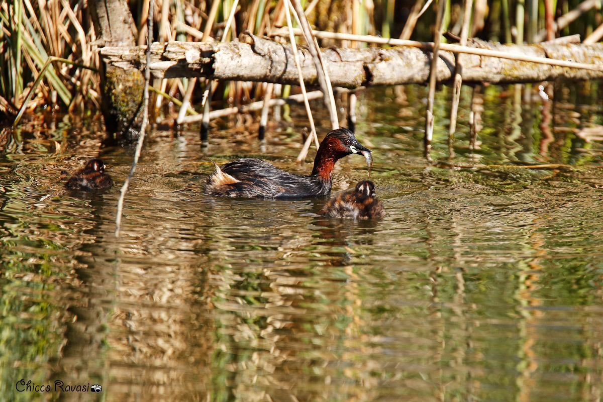 Grebes....