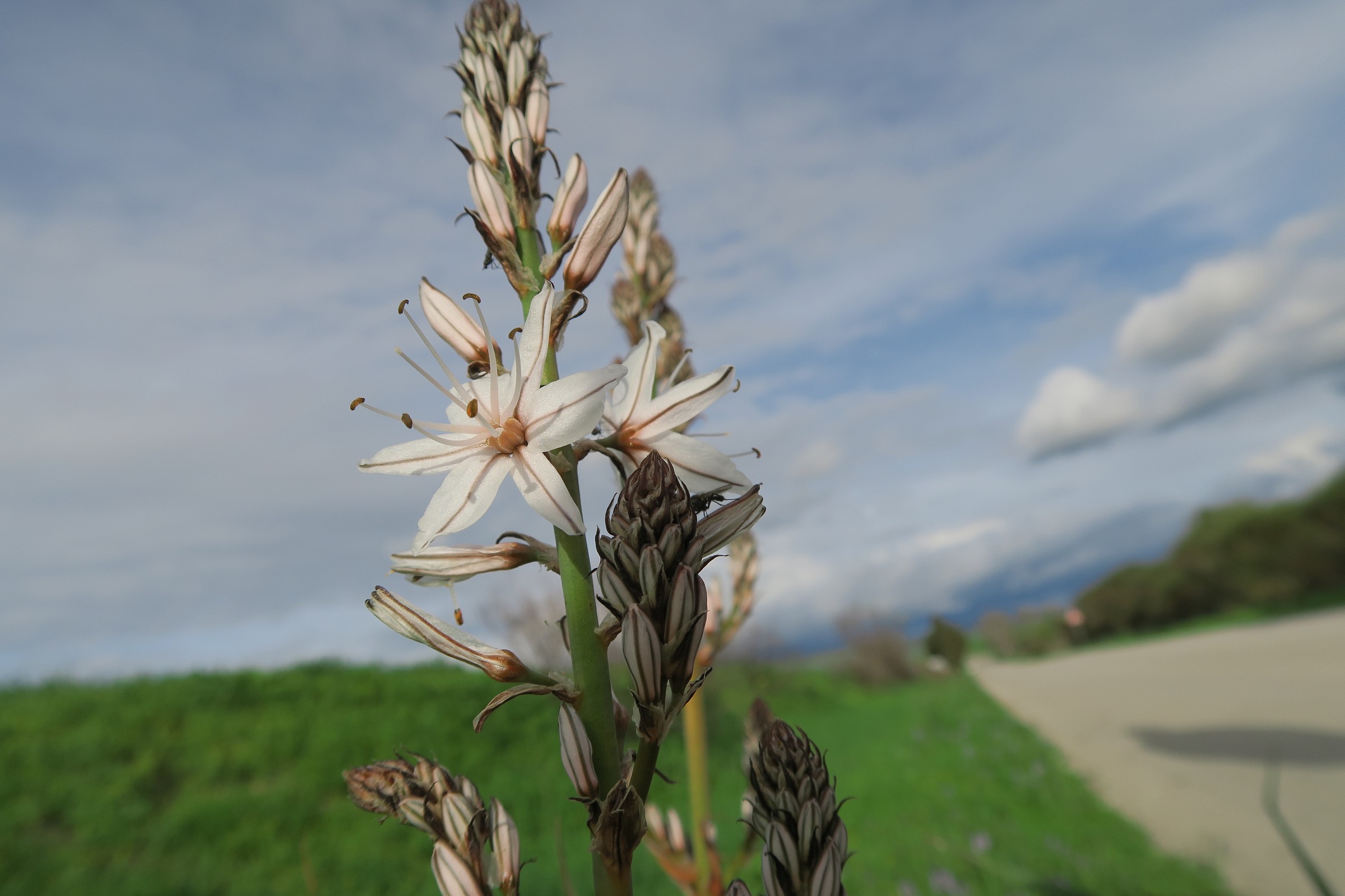 Cadrilloi (asphodel flowering)...