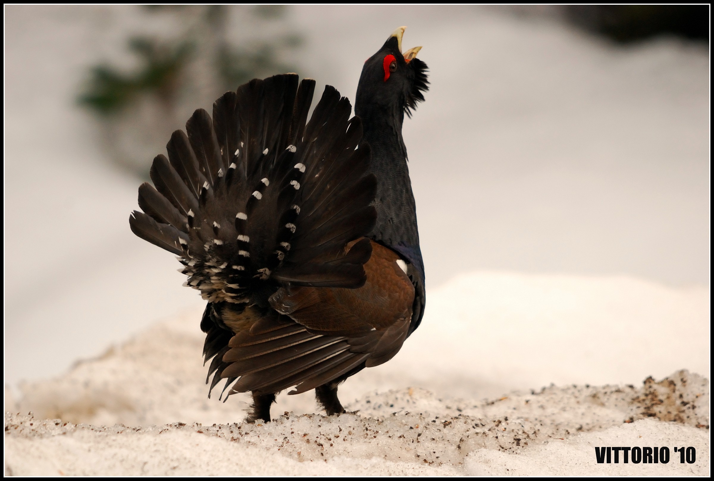 Gallo cedrone - Urogallo...