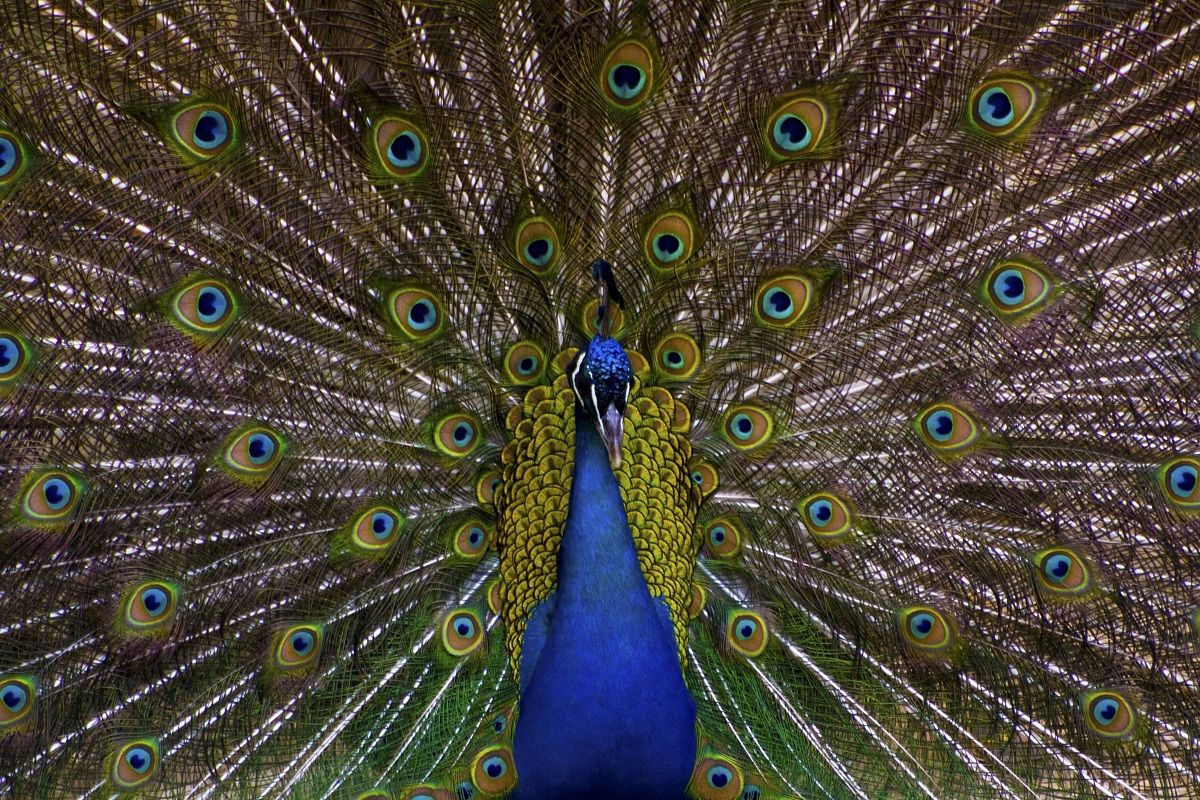 Peacock...