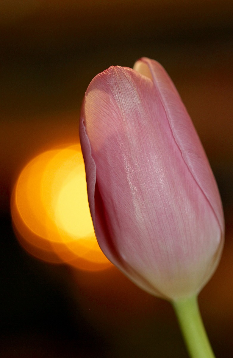 Il tulipano...