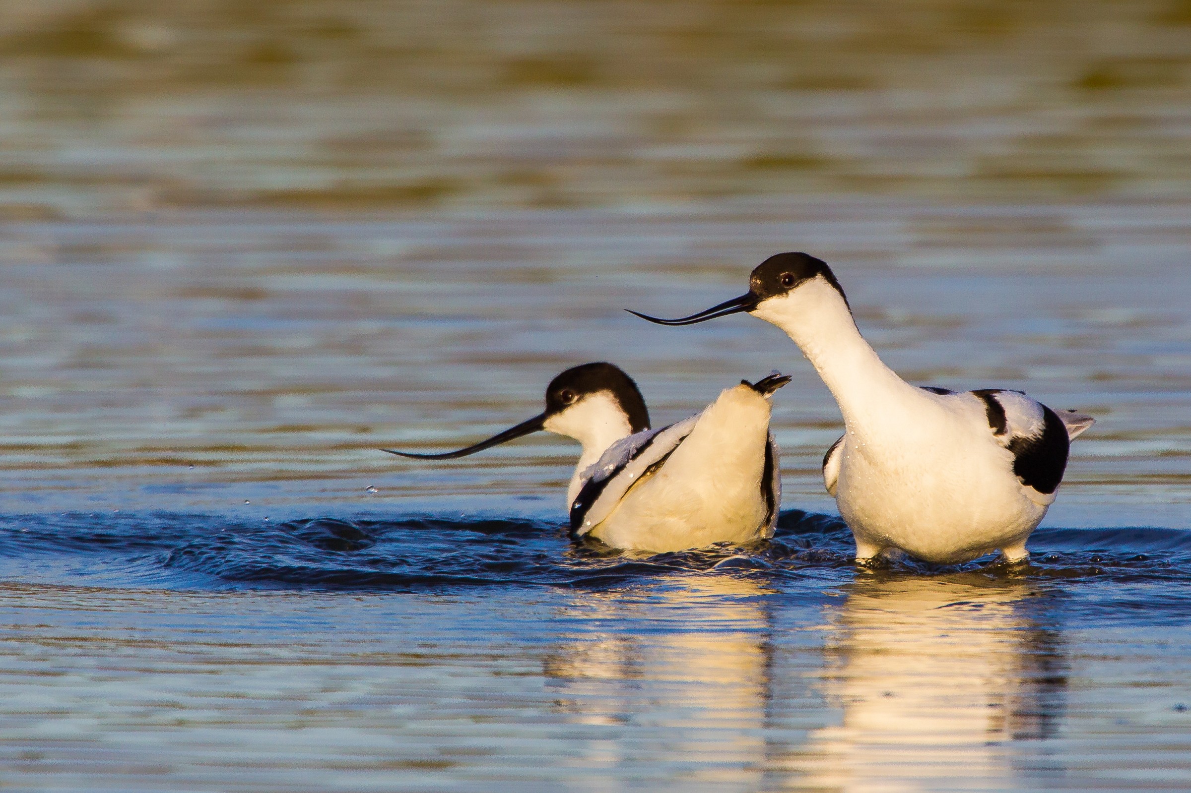 Couple reflected...