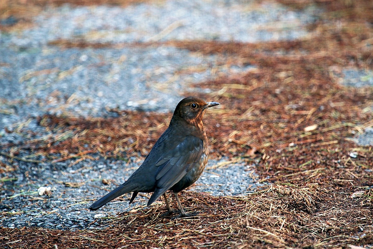 female blackbird Ligurian...