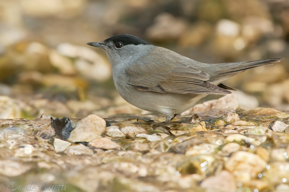 Male blackcap...