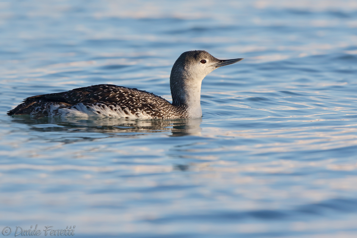 Red-throated Loon...